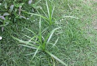 野草免费观看在线视频,免费在线观看，探索自然之美